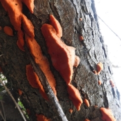 Trametes coccinea at Symonston, ACT - 4 Jul 2016