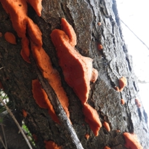 Trametes coccinea at Symonston, ACT - 4 Jul 2016 10:29 AM