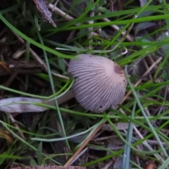 Coprinellus etc. (An Inkcap) at Fadden, ACT - 4 Jul 2016 by RyuCallaway