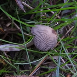 Coprinellus etc. at Fadden, ACT - 4 Jul 2016