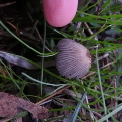 Coprinellus etc. at Fadden, ACT - 4 Jul 2016