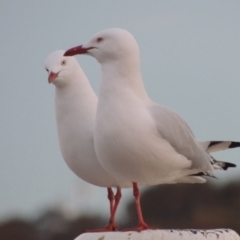 Chroicocephalus novaehollandiae (Silver Gull) at Parkes, ACT - 30 Jul 2016 by michaelb