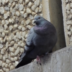 Columba livia (Rock Dove (Feral Pigeon)) at Mount Ainslie to Black Mountain - 30 Jul 2016 by michaelb