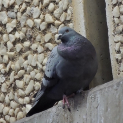 Columba livia (Rock Dove (Feral Pigeon)) at Parkes, ACT - 30 Jul 2016 by michaelb