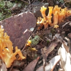 Ramaria sp. at Paddys River, ACT - 4 Aug 2016 12:16 PM