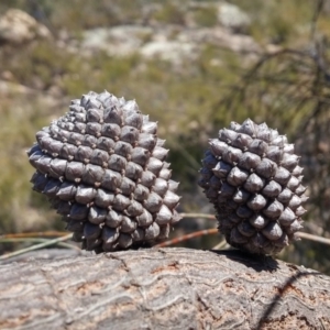 Allocasuarina verticillata at Paddys River, ACT - 4 Aug 2016