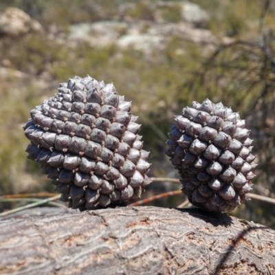 Allocasuarina verticillata (Drooping Sheoak) at Namadgi National Park - 4 Aug 2016 by NickWilson