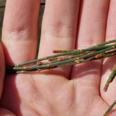 Allocasuarina verticillata at Paddys River, ACT - 4 Aug 2016