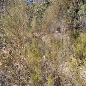 Allocasuarina verticillata at Paddys River, ACT - 4 Aug 2016