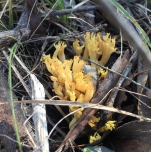 Ramaria sp. at Gungahlin, ACT - 5 Aug 2016