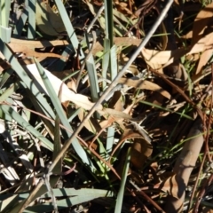 Dianella sp. aff. longifolia (Benambra) (Pale Flax Lily, Blue Flax Lily) at Gowrie, ACT - 5 Aug 2016 by MichaelMulvaney