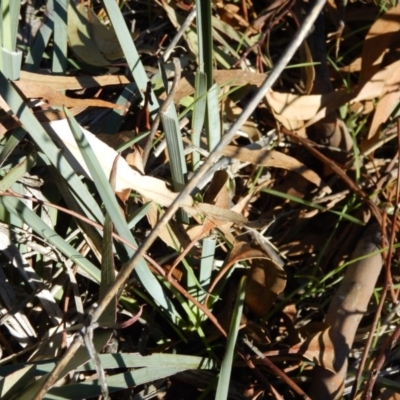 Dianella sp. aff. longifolia (Benambra) (Pale Flax Lily, Blue Flax Lily) at Gowrie, ACT - 5 Aug 2016 by MichaelMulvaney