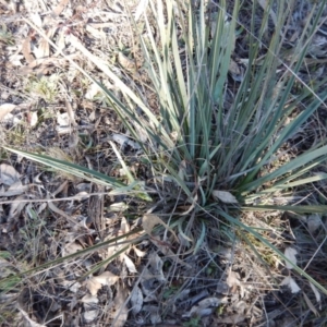 Dianella sp. aff. longifolia (Benambra) at Gowrie, ACT - 5 Aug 2016 02:47 PM