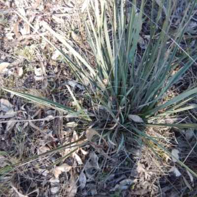 Dianella sp. aff. longifolia (Benambra) (Pale Flax Lily, Blue Flax Lily) at Gowrie, ACT - 5 Aug 2016 by MichaelMulvaney