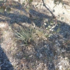 Dianella sp. aff. longifolia (Benambra) at Gowrie, ACT - 5 Aug 2016 02:47 PM