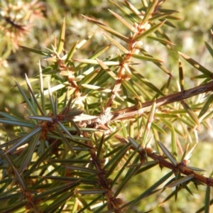 Juniperus sp. at Gowrie, ACT - 5 Aug 2016