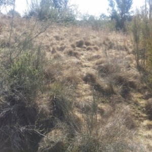 Discaria pubescens at Greenway, ACT - 5 Aug 2016 12:25 PM