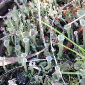 Cladonia sp. (genus) at Canberra Central, ACT - 4 Aug 2016