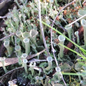 Cladonia sp. (genus) at Canberra Central, ACT - 4 Aug 2016 11:29 AM