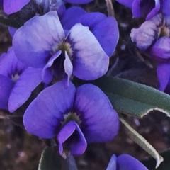 Hovea heterophylla (Common Hovea) at Googong, NSW - 5 Aug 2016 by Wandiyali