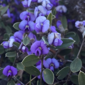 Hovea heterophylla at Googong, NSW - 5 Aug 2016 07:50 PM