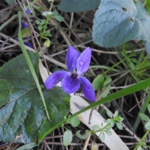 Viola odorata at Fadden, ACT - 23 Jul 2016