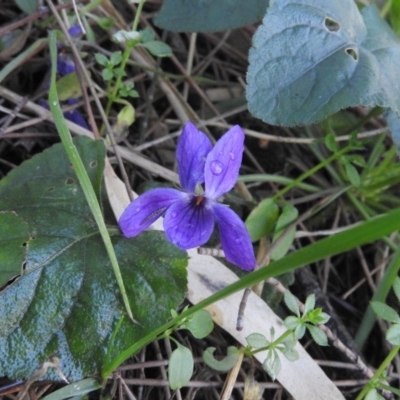 Viola odorata (Sweet Violet, Common Violet) at Fadden Hills Pond - 23 Jul 2016 by ArcherCallaway