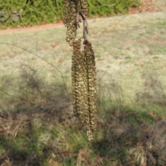 Alnus glutinosa at Fadden, ACT - 23 Jul 2016