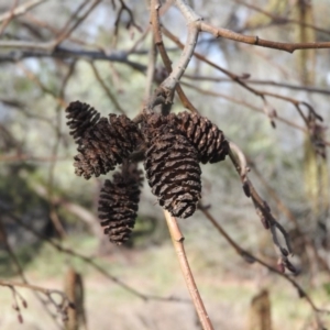 Alnus glutinosa at Fadden, ACT - 23 Jul 2016