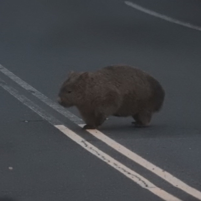 Vombatus ursinus (Common wombat, Bare-nosed Wombat) at Paddys River, ACT - 23 Jul 2016 by ArcherCallaway