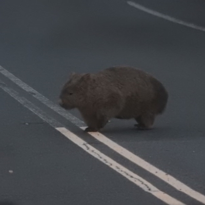 Vombatus ursinus (Common wombat, Bare-nosed Wombat) at Paddys River, ACT - 23 Jul 2016 by RyuCallaway