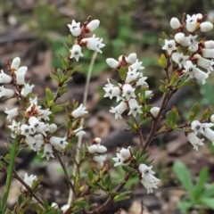 Cryptandra amara (Bitter Cryptandra) at Googong, NSW - 6 Aug 2016 by Wandiyali