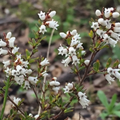 Cryptandra amara (Bitter Cryptandra) at Googong, NSW - 6 Aug 2016 by Wandiyali