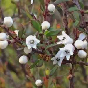 Cryptandra amara at Googong, NSW - 6 Aug 2016