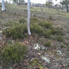 Cryptandra amara at Googong, NSW - 6 Aug 2016 10:32 AM