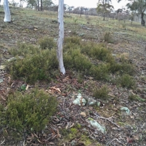 Cryptandra amara at Googong, NSW - 6 Aug 2016 10:32 AM