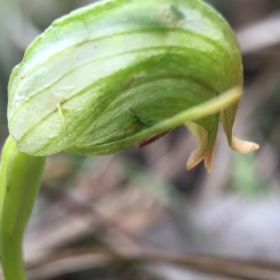 Pterostylis nutans (Nodding Greenhood) at Black Mountain - 6 Aug 2016 by AaronClausen