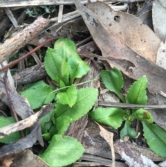 Pterostylis nutans at Canberra Central, ACT - 6 Aug 2016