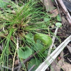 Pterostylis nutans at Canberra Central, ACT - 6 Aug 2016