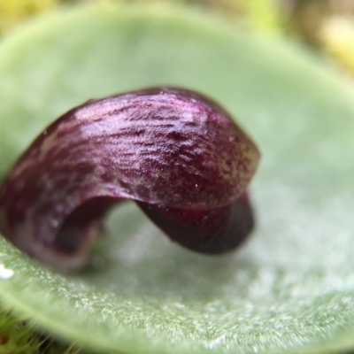 Corysanthes incurva (Slaty Helmet Orchid) at Canberra Central, ACT - 6 Aug 2016 by AaronClausen