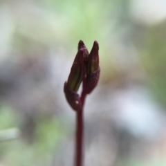 Cyrtostylis reniformis (Common Gnat Orchid) at Canberra Central, ACT by AaronClausen