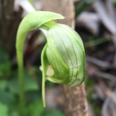 Pterostylis nutans (Nodding Greenhood) at Black Mountain - 6 Aug 2016 by AaronClausen