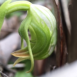 Pterostylis nutans at Canberra Central, ACT - 6 Aug 2016