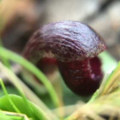 Corysanthes incurva (Slaty Helmet Orchid) at Black Mountain - 6 Aug 2016 by AaronClausen