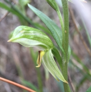 Bunochilus umbrinus (ACT) = Pterostylis umbrina (NSW) at suppressed - 6 Aug 2016