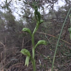 Bunochilus umbrinus (ACT) = Pterostylis umbrina (NSW) at suppressed - 6 Aug 2016