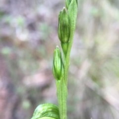 Bunochilus umbrinus (ACT) = Pterostylis umbrina (NSW) at suppressed - 6 Aug 2016