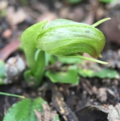 Pterostylis nutans (Nodding Greenhood) at Black Mountain - 6 Aug 2016 by AaronClausen