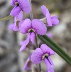 Hovea heterophylla (Common Hovea) at Canberra Central, ACT - 6 Aug 2016 by AaronClausen