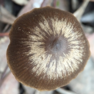 zz agaric (stem; gills not white/cream) at Canberra Central, ACT - 6 Aug 2016